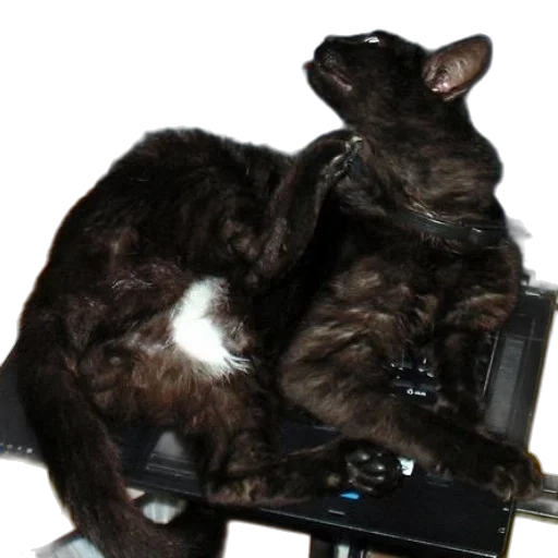 staff, animal, creature, robot transparent PNG cut-out
