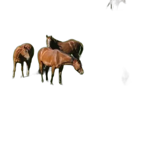animal, creature, furniture, hat transparent PNG cut-out