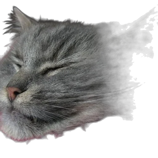 animal, face, creature, staff transparent PNG cut-out