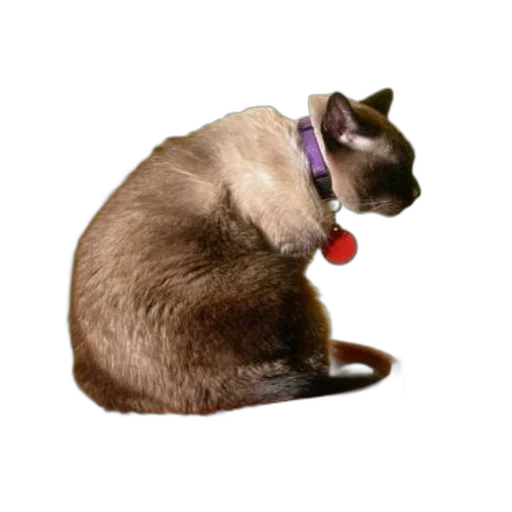staff, animal, jewelry, creature transparent PNG cut-out