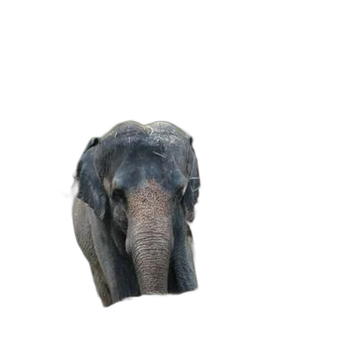 animal, creature, face, hat transparent PNG cut-out
