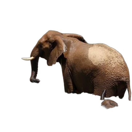 animal, creature, staff, hat transparent PNG cut-out