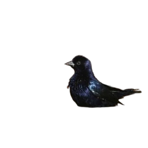 animal, staff, food, jewelry transparent PNG cut-out