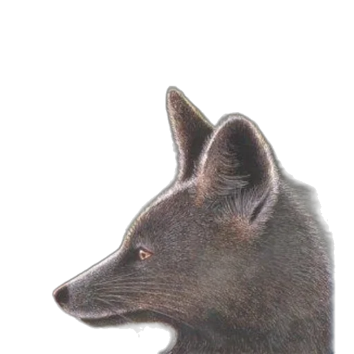 animal, creature, staff, face transparent PNG cut-out