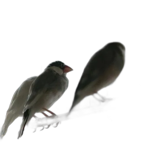 animal, creature, hat, food transparent PNG cut-out