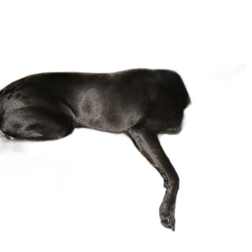 animal, creature, staff, dragon transparent PNG cut-out