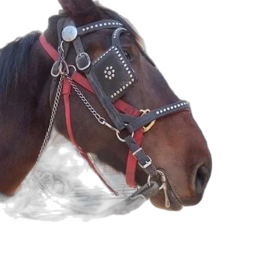 jewelry, animal, staff, hat transparent PNG cut-out