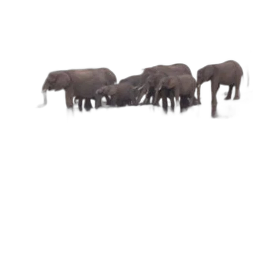 animal, furniture, staff, creature transparent PNG cut-out
