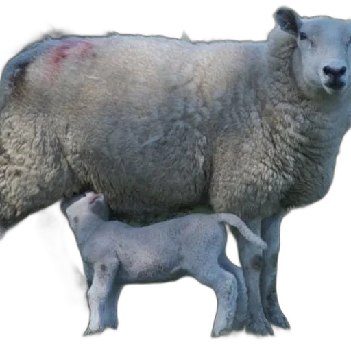 animal, creature, weapon, photorealistic transparent PNG cut-out
