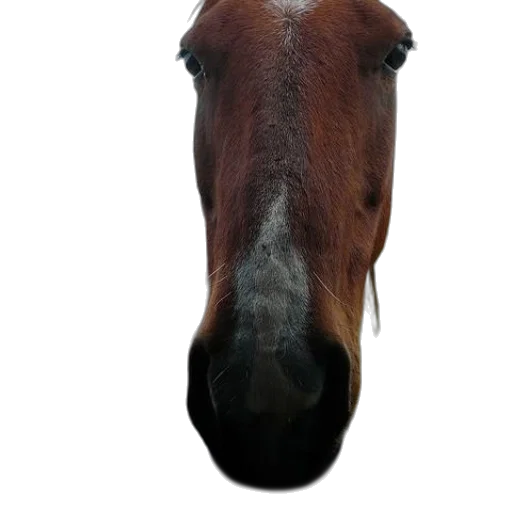 animal, face, hat, mask transparent PNG cut-out