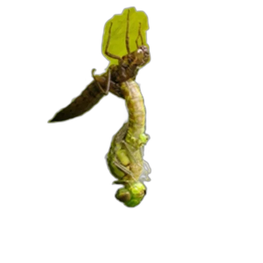 staff, food, weapon, dragon transparent PNG cut-out