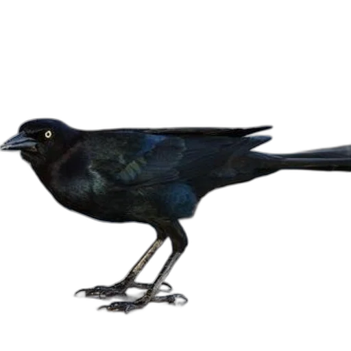 animal, creature, staff, weapon transparent PNG cut-out