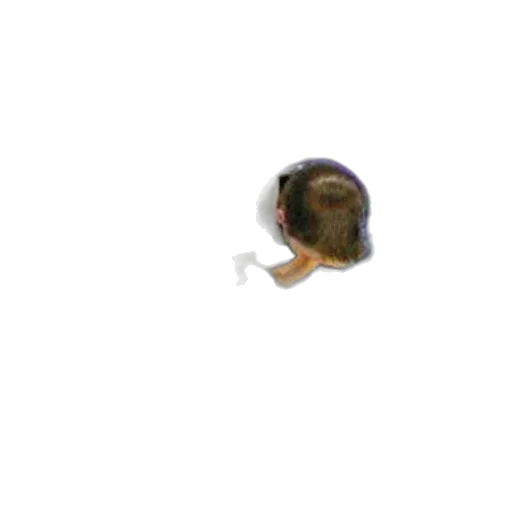 hair, animal, hat, creature transparent PNG cut-out