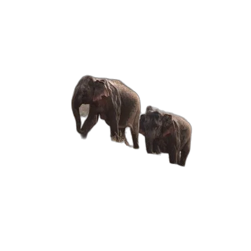 animal, creature, furniture, staff transparent PNG cut-out