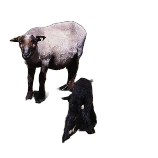 animal, creature, weapon, shoes transparent PNG cut-out