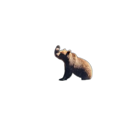 animal, creature, staff, food transparent PNG cut-out