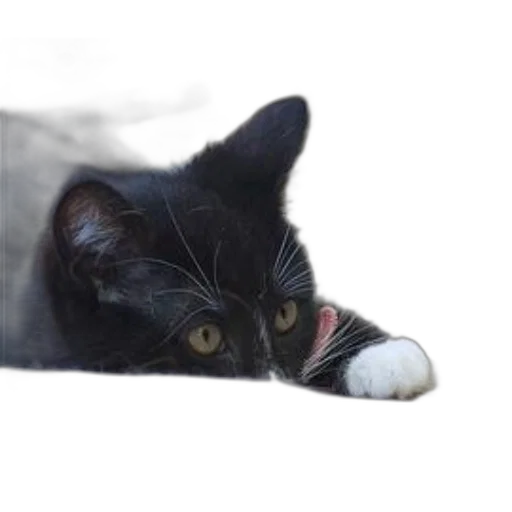 animal, creature, face, staff transparent PNG cut-out