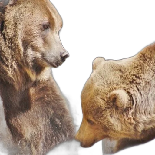 animal, two, bears, face transparent PNG cut-out