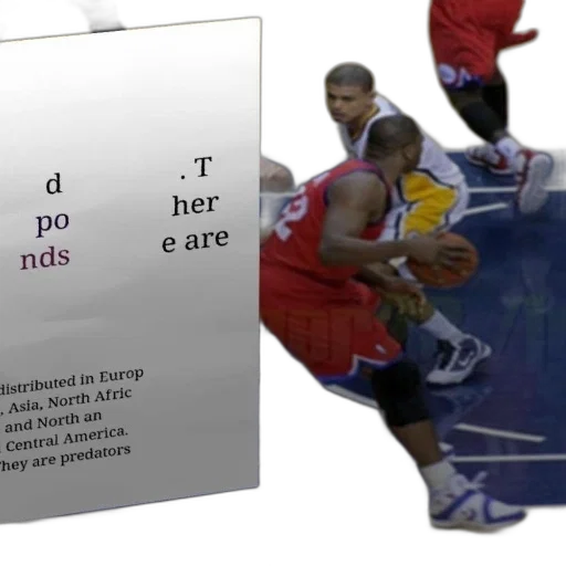 basketball, player, dribbles, ball transparent PNG cut-out