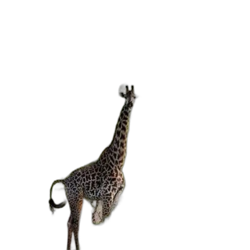 staff, animal, jewelry, shoes transparent PNG cut-out