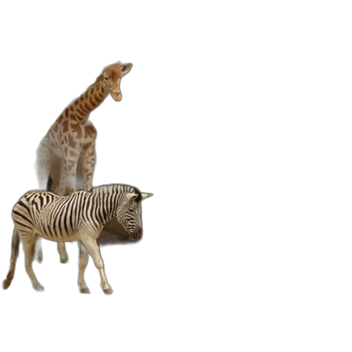 animal, creature, furniture, hat transparent PNG cut-out