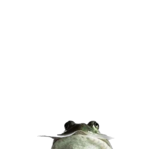hat, animal, creature, food transparent PNG cut-out