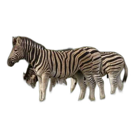 animal, creature, jewelry, furniture transparent PNG cut-out