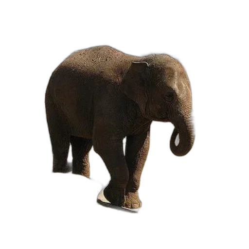 animal, creature, hat, staff transparent PNG cut-out