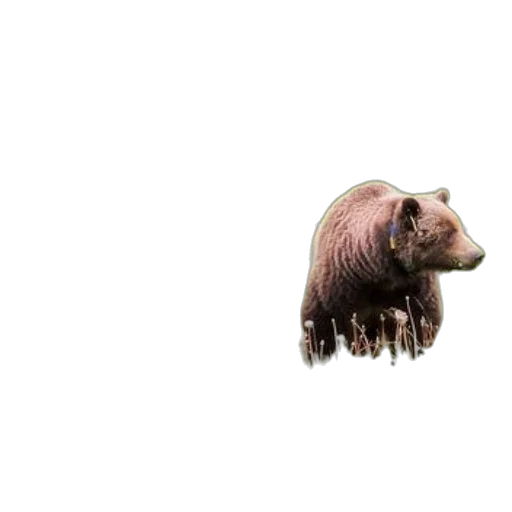 animal, creature, hair, face transparent PNG cut-out