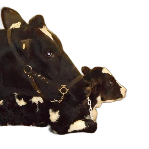crown, jewelry, shoes, animal transparent PNG cut-out