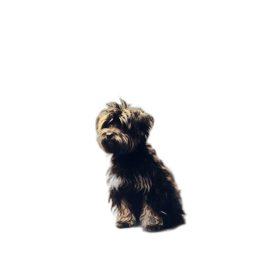 animal, staff, creature, hair transparent PNG cut-out