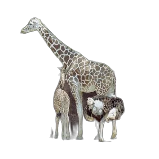 animal, jewelry, creature, 3d render transparent PNG cut-out