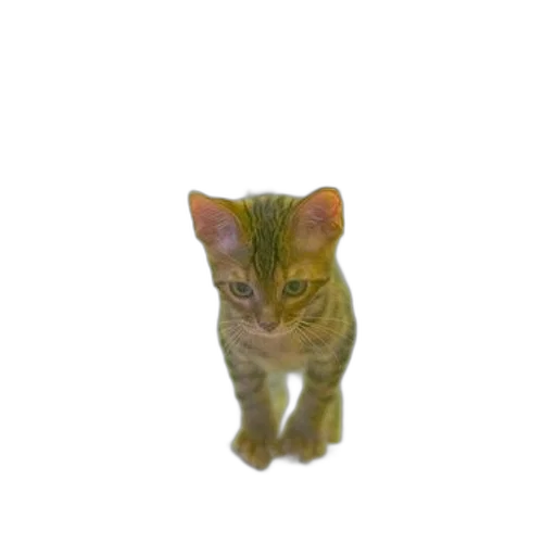 animal, staff, creature, face transparent PNG cut-out