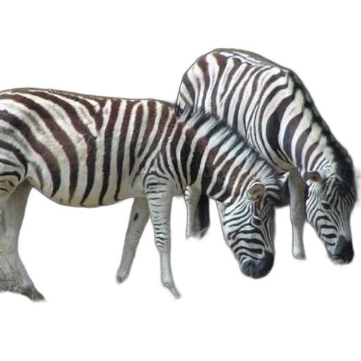 animal, creature, staff, jewelry transparent PNG cut-out