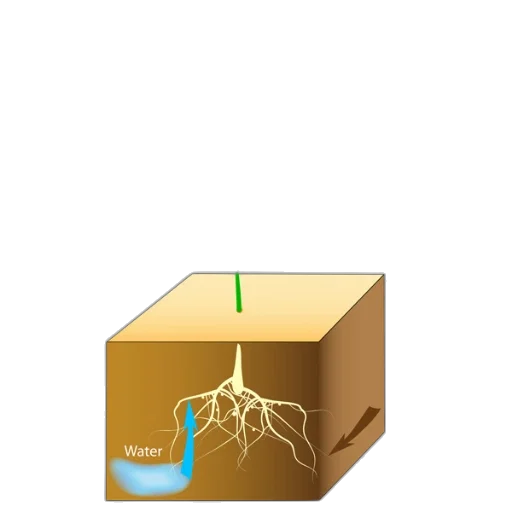 crown, tree, food, hair transparent PNG cut-out