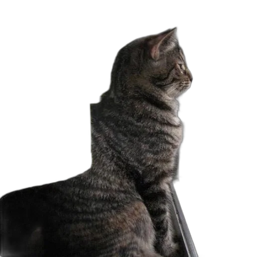 animal, staff, creature, hat transparent PNG cut-out