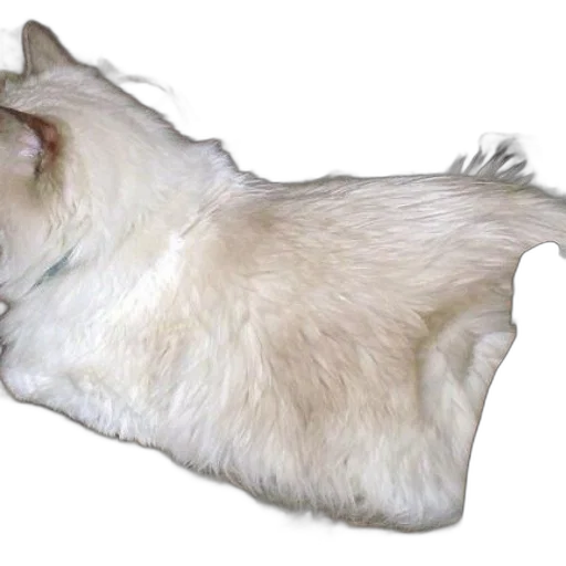 animal, creature, staff, weapon transparent PNG cut-out
