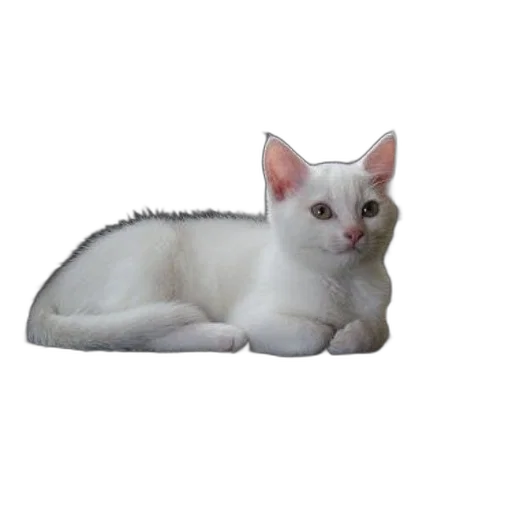 animal, staff, creature, jewelry transparent PNG cut-out