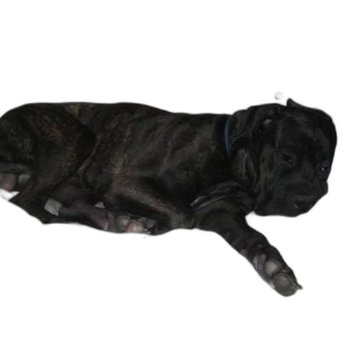 animal, staff, creature, photorealistic transparent PNG cut-out