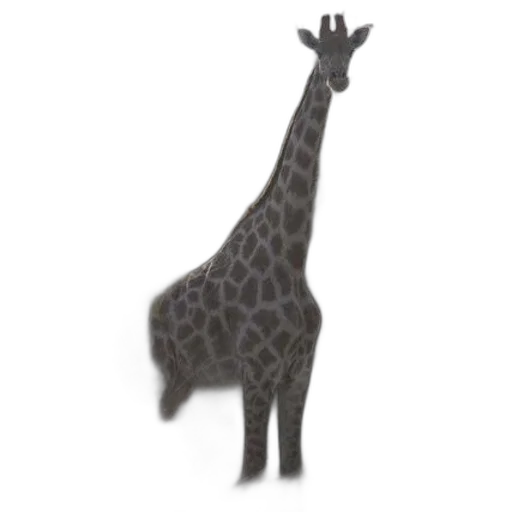 animal, creature, jewelry, staff transparent PNG cut-out