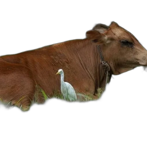 animal, food, creature, weapon transparent PNG cut-out