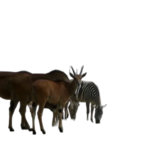 animal, creature, crown, staff transparent PNG cut-out