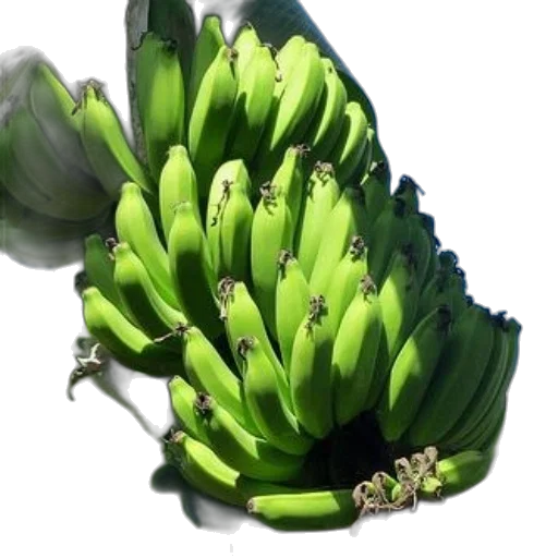 food, crown, weapon, animal transparent PNG cut-out