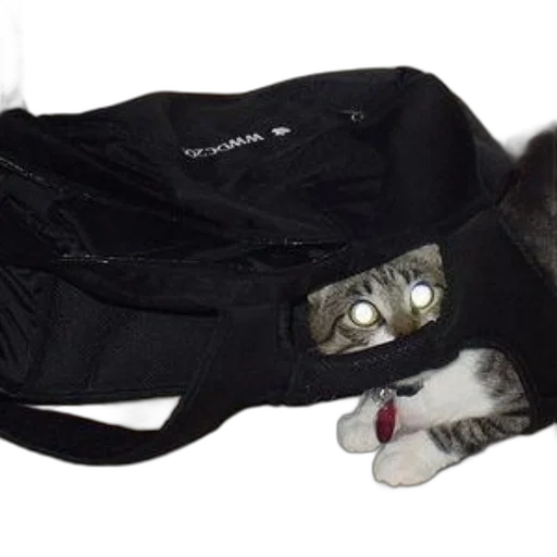 jacket, staff, hat, shoes transparent PNG cut-out