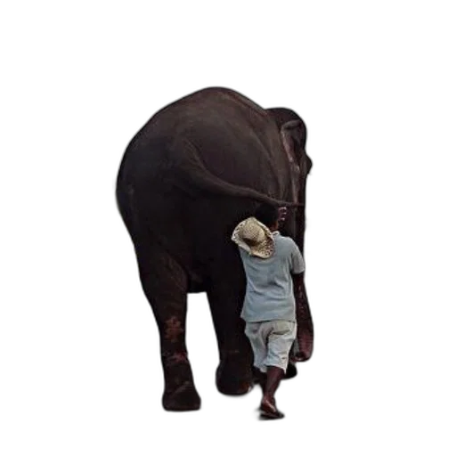 animal, creature, staff, hat transparent PNG cut-out