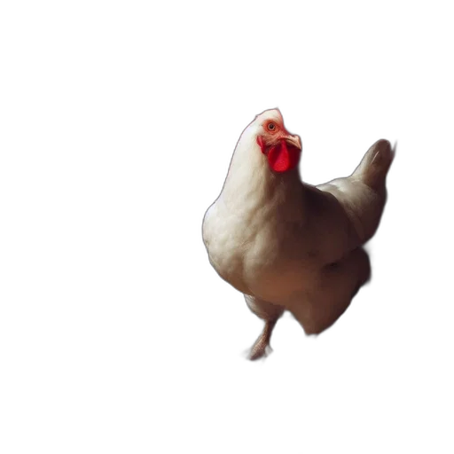 animal, food, creature, dress transparent PNG cut-out