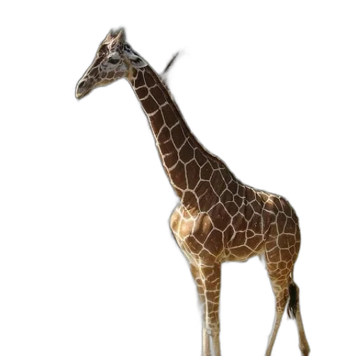 animal, creature, staff, weapon transparent PNG cut-out