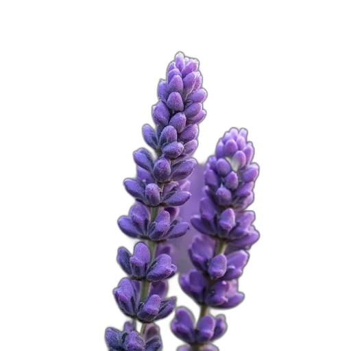 flower, crown, jewelry, tree transparent PNG cut-out