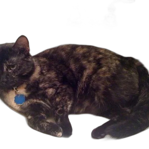 animal, staff, creature, jewelry transparent PNG cut-out