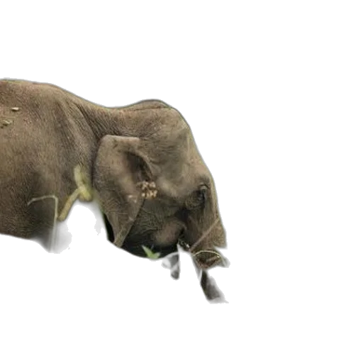 animal, creature, staff, hat transparent PNG cut-out